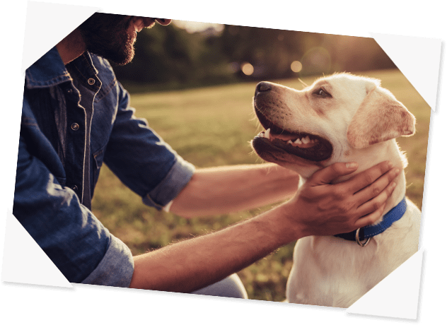 Centre de crémation pour chien à Sorgues